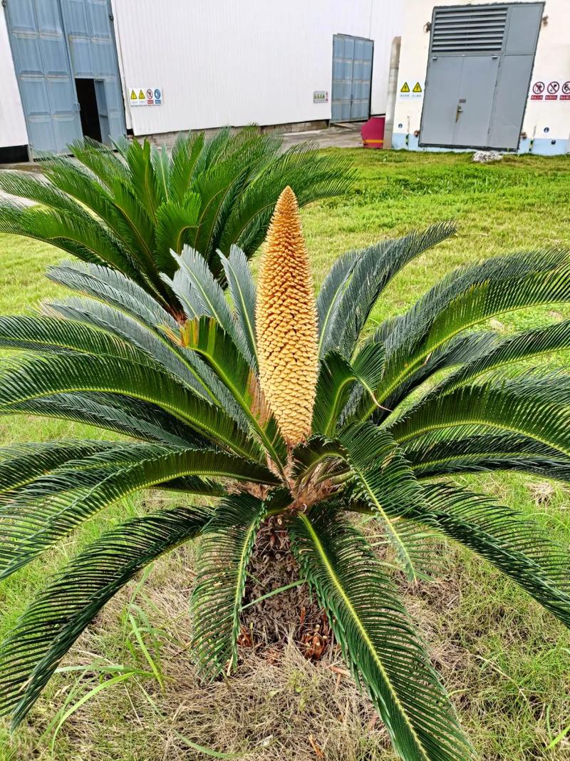 铁树开花象征什么意思，铁树开花是什么意义？-第5张图片-优品飞百科