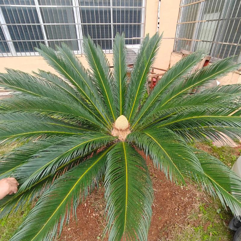 铁树开花象征什么意思，铁树开花是什么意义？-第6张图片-优品飞百科