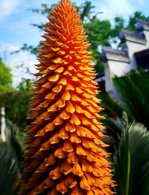 铁树开花象征什么意思，铁树开花是什么意义？-第7张图片-优品飞百科