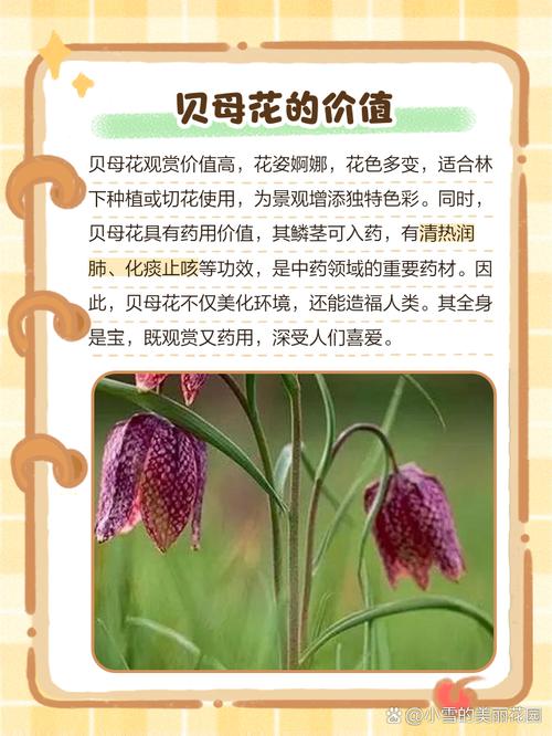 花贝母的观赏价值和药用价值?花贝母的观赏价值和药用价值一样吗?-第1张图片-优品飞百科 花贝母的观赏价值和药用价值?花贝母的观赏价值和药用价值一样吗?-第1张图片-优品飞百科