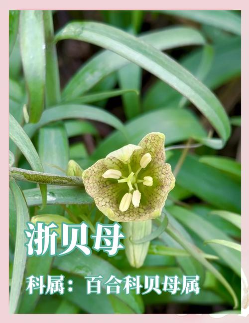 花贝母的观赏价值和药用价值?花贝母的观赏价值和药用价值一样吗?-第2张图片-优品飞百科 花贝母的观赏价值和药用价值?花贝母的观赏价值和药用价值一样吗?-第2张图片-优品飞百科