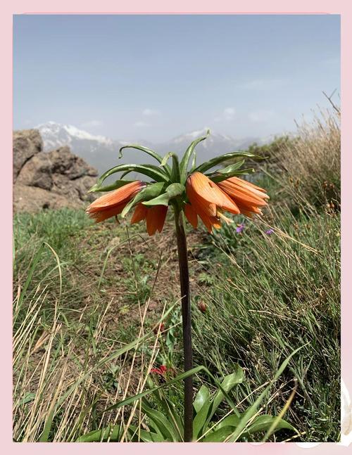 花贝母的观赏价值和药用价值?花贝母的观赏价值和药用价值一样吗?-第3张图片-优品飞百科 花贝母的观赏价值和药用价值?花贝母的观赏价值和药用价值一样吗?-第3张图片-优品飞百科