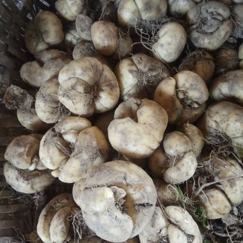 花贝母的观赏价值和药用价值?花贝母的观赏价值和药用价值一样吗?-第5张图片-优品飞百科 花贝母的观赏价值和药用价值?花贝母的观赏价值和药用价值一样吗?-第5张图片-优品飞百科