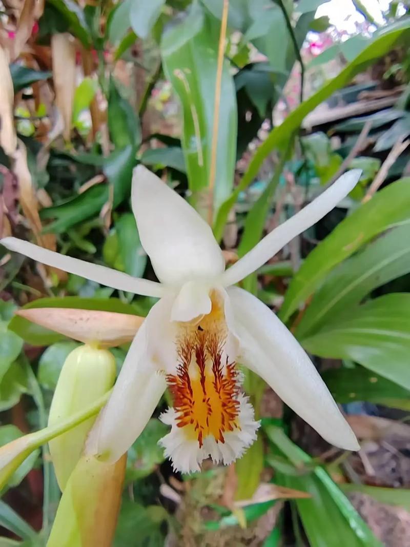 花贝母的观赏价值和药用价值?花贝母的观赏价值和药用价值一样吗?-第6张图片-优品飞百科 花贝母的观赏价值和药用价值?花贝母的观赏价值和药用价值一样吗?-第6张图片-优品飞百科
