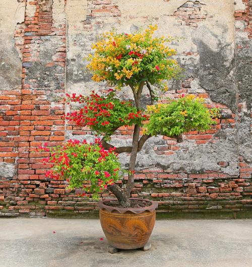 铁岭适合养什么花,市花和市树是什么?2021年铁岭还有花海吗?-第1张图片-优品飞百科 铁岭适合养什么花,市花和市树是什么?2021年铁岭还有花海吗?-第1张图片-优品飞百科