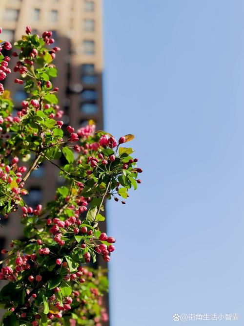 铁岭适合养什么花,市花和市树是什么?2021年铁岭还有花海吗?-第2张图片-优品飞百科 铁岭适合养什么花,市花和市树是什么?2021年铁岭还有花海吗?-第2张图片-优品飞百科