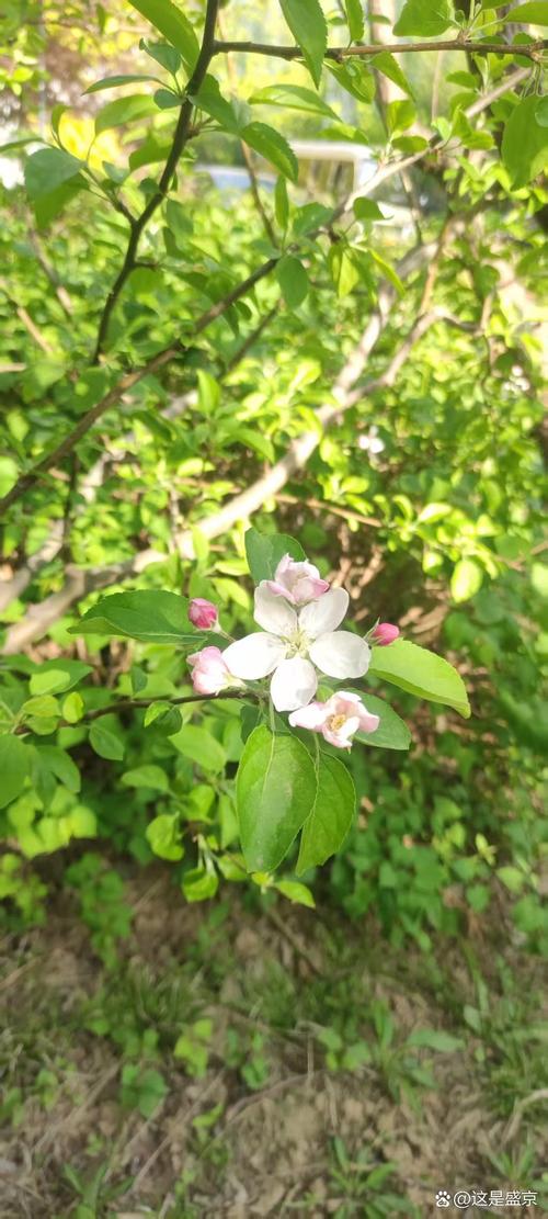 铁岭适合养什么花,市花和市树是什么?2021年铁岭还有花海吗?-第4张图片-优品飞百科 铁岭适合养什么花,市花和市树是什么?2021年铁岭还有花海吗?-第4张图片-优品飞百科