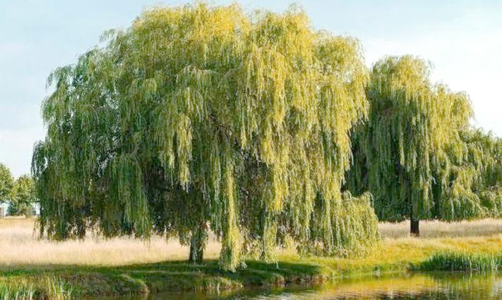 铁岭适合养什么花,市花和市树是什么?2021年铁岭还有花海吗?-第5张图片-优品飞百科 铁岭适合养什么花,市花和市树是什么?2021年铁岭还有花海吗?-第5张图片-优品飞百科