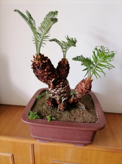 苏铁有哪些价值作用，苏铁有什么作用？