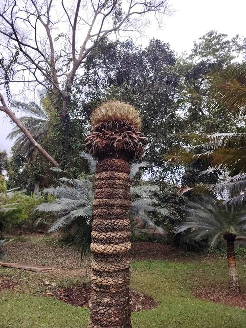 苏铁有哪些价值作用，苏铁有什么作用？-第2张图片-优品飞百科