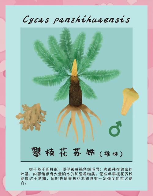 苏铁有哪些价值作用，苏铁有什么作用？-第3张图片-优品飞百科