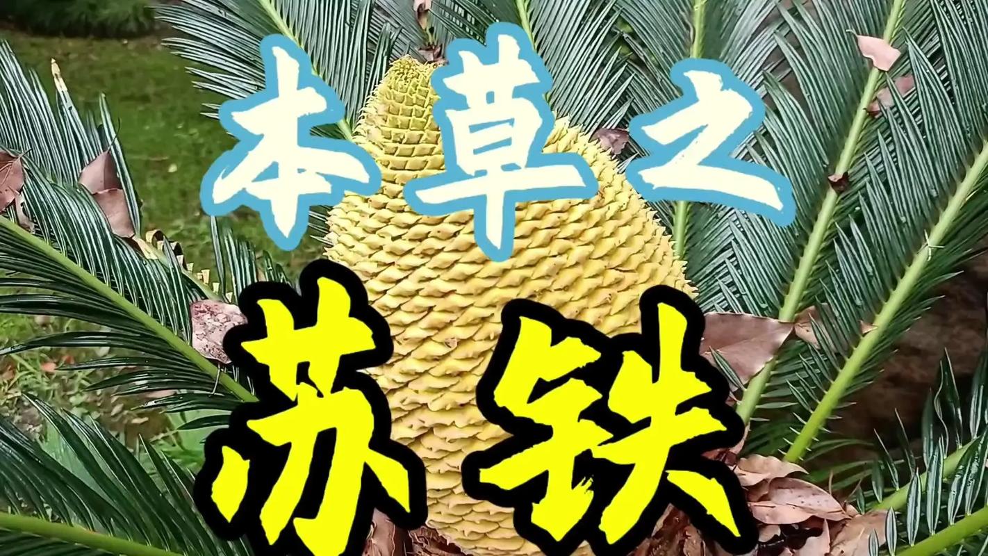 苏铁有哪些价值作用，苏铁有什么作用？-第5张图片-优品飞百科