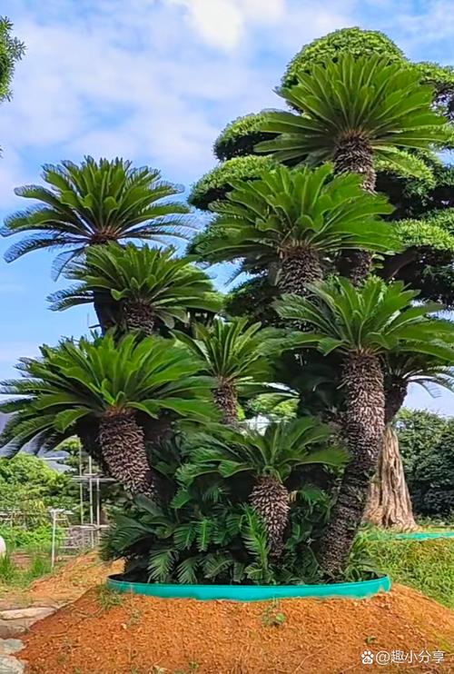 苏铁有哪些价值作用，苏铁有什么作用？-第6张图片-优品飞百科