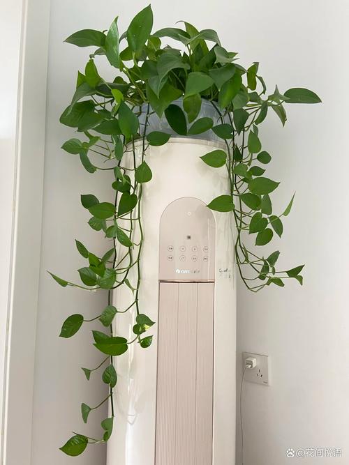 常春藤适合放哪,能不能放阳台养,常春藤的可以养在院子里吗?-第1张图片-优品飞百科 常春藤适合放哪,能不能放阳台养,常春藤的可以养在院子里吗?-第1张图片-优品飞百科