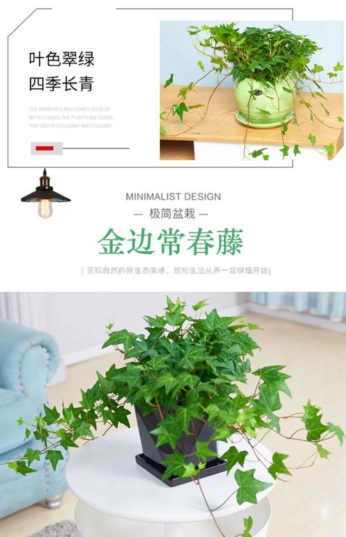 常春藤适合放哪,能不能放阳台养,常春藤的可以养在院子里吗?-第3张图片-优品飞百科 常春藤适合放哪,能不能放阳台养,常春藤的可以养在院子里吗?-第3张图片-优品飞百科