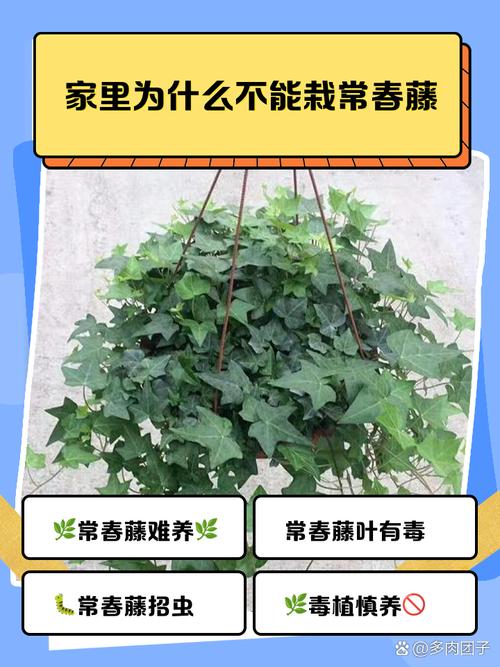 常春藤适合放哪,能不能放阳台养,常春藤的可以养在院子里吗?-第4张图片-优品飞百科 常春藤适合放哪,能不能放阳台养,常春藤的可以养在院子里吗?-第4张图片-优品飞百科