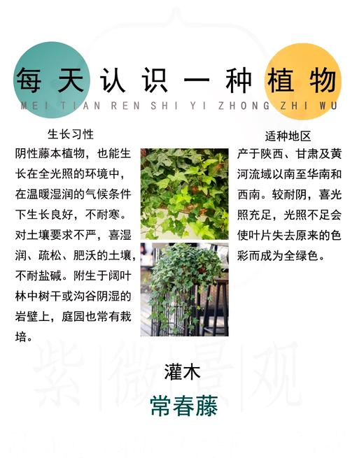 常春藤适合放哪,能不能放阳台养,常春藤的可以养在院子里吗?-第6张图片-优品飞百科 常春藤适合放哪,能不能放阳台养,常春藤的可以养在院子里吗?-第6张图片-优品飞百科