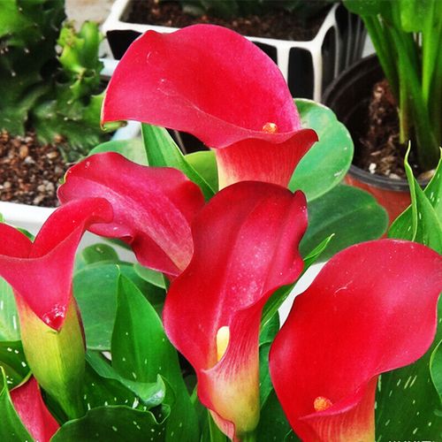 误食马蹄莲怎么办，吃马蹄中毒怎么办-第3张图片-优品飞百科