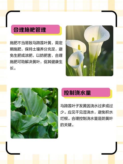 误食马蹄莲怎么办，吃马蹄中毒怎么办-第4张图片-优品飞百科