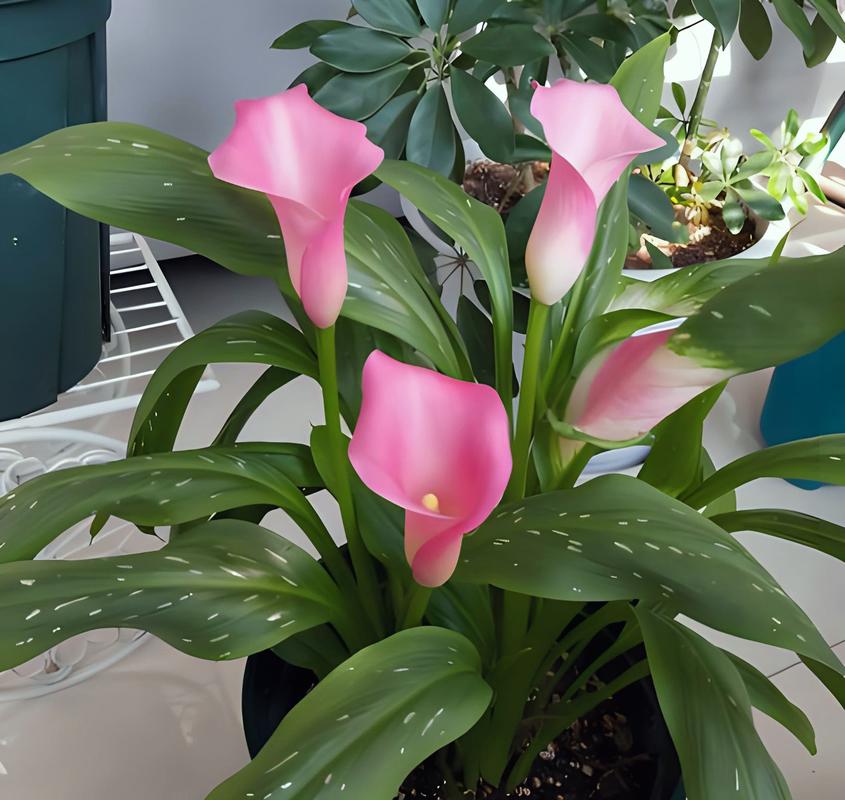 误食马蹄莲怎么办，吃马蹄中毒怎么办-第7张图片-优品飞百科