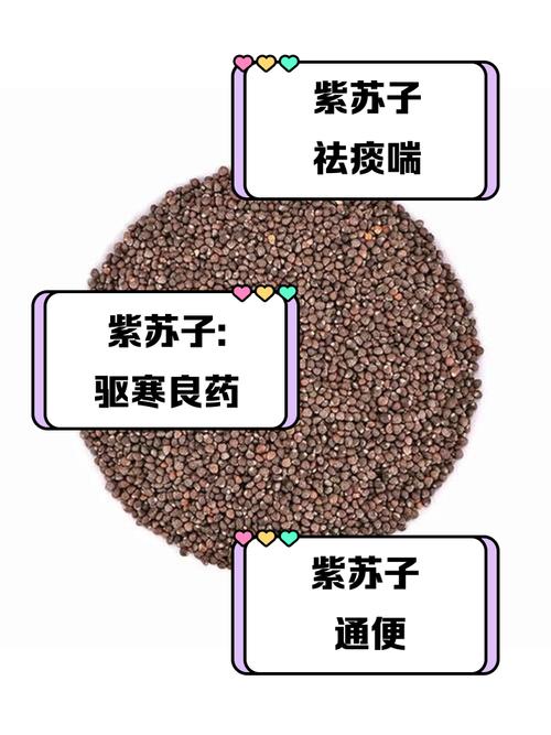 紫苏怎么吃，紫苏子怎么吃，紫苏子怎样食用方法-第3张图片-优品飞百科