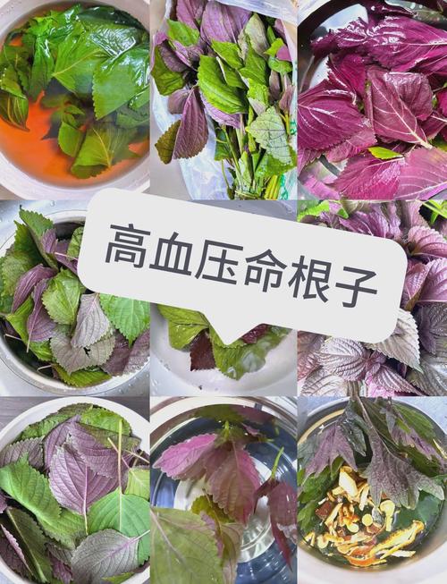 紫苏怎么吃，紫苏子怎么吃，紫苏子怎样食用方法-第5张图片-优品飞百科