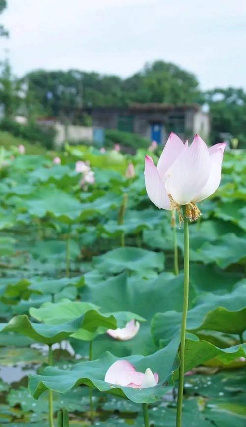 最美的荷花图片欣赏，最美的荷花图片 头像？-第2张图片-优品飞百科