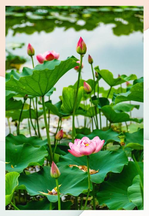 最美的荷花图片欣赏，最美的荷花图片 头像？-第3张图片-优品飞百科