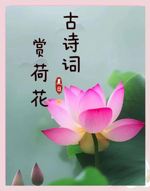 最美的荷花图片欣赏，最美的荷花图片 头像？-第4张图片-优品飞百科