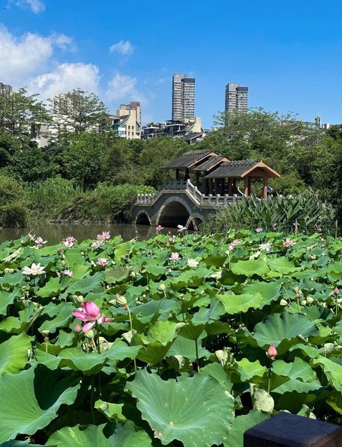 最美的荷花图片欣赏，最美的荷花图片 头像？-第5张图片-优品飞百科