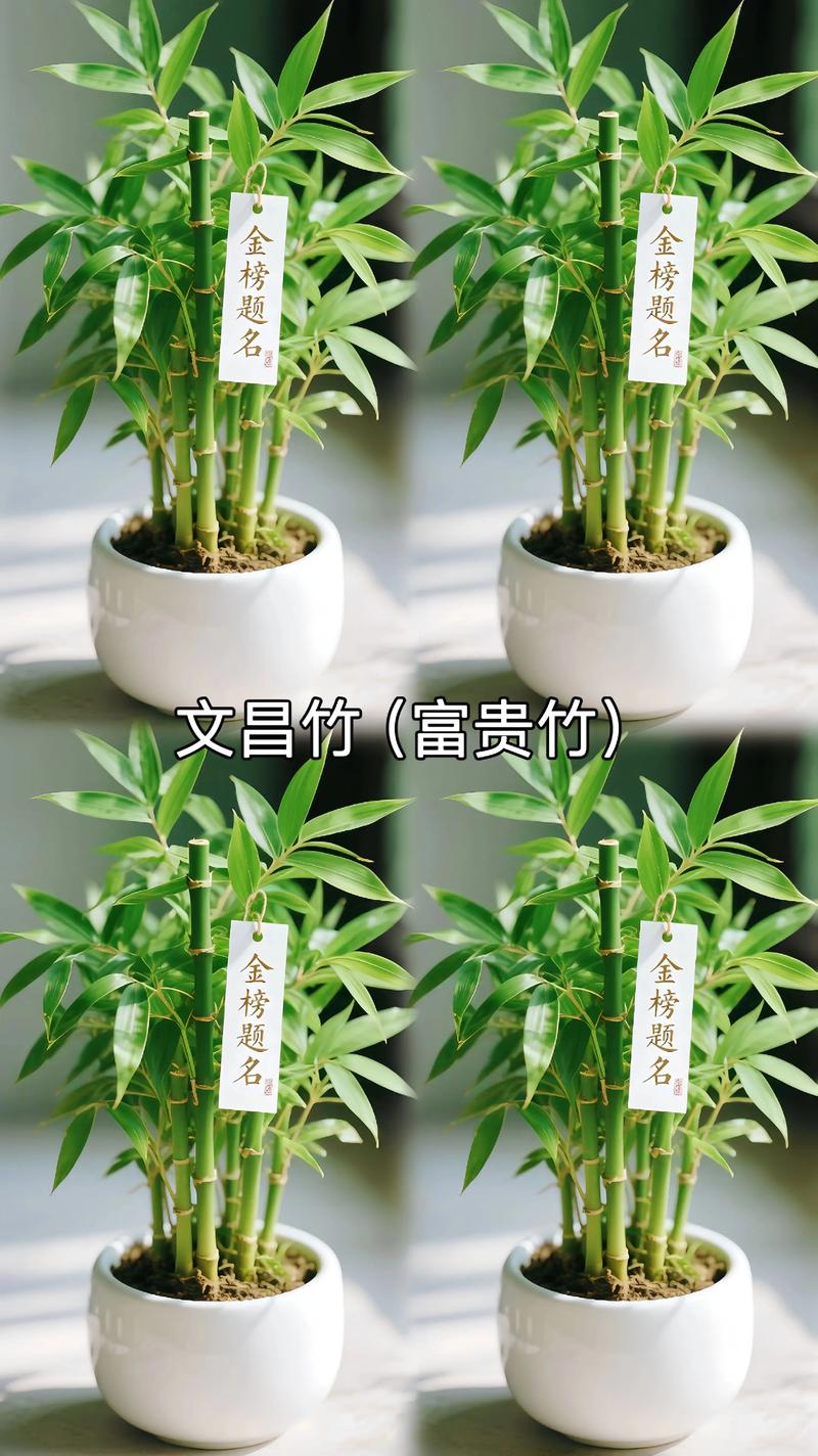 富贵竹放餐桌上可以吗,富贵竹可以放茶几上吗?富贵竹放在餐厅桌子上好吗?-第2张图片-优品飞百科 富贵竹放餐桌上可以吗,富贵竹可以放茶几上吗?富贵竹放在餐厅桌子上好吗?-第2张图片-优品飞百科