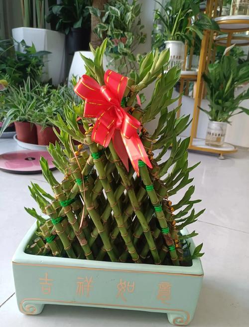 富贵竹放餐桌上可以吗,富贵竹可以放茶几上吗?富贵竹放在餐厅桌子上好吗?-第3张图片-优品飞百科 富贵竹放餐桌上可以吗,富贵竹可以放茶几上吗?富贵竹放在餐厅桌子上好吗?-第3张图片-优品飞百科