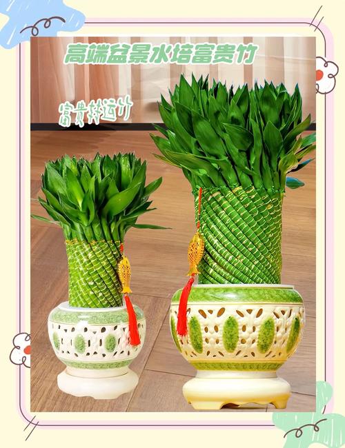 富贵竹放餐桌上可以吗,富贵竹可以放茶几上吗?富贵竹放在餐厅桌子上好吗?-第4张图片-优品飞百科 富贵竹放餐桌上可以吗,富贵竹可以放茶几上吗?富贵竹放在餐厅桌子上好吗?-第4张图片-优品飞百科