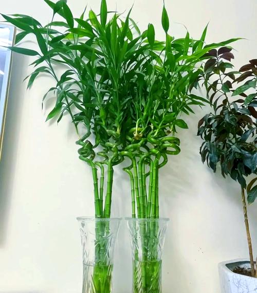 富贵竹放餐桌上可以吗,富贵竹可以放茶几上吗?富贵竹放在餐厅桌子上好吗?-第6张图片-优品飞百科 富贵竹放餐桌上可以吗,富贵竹可以放茶几上吗?富贵竹放在餐厅桌子上好吗?-第6张图片-优品飞百科