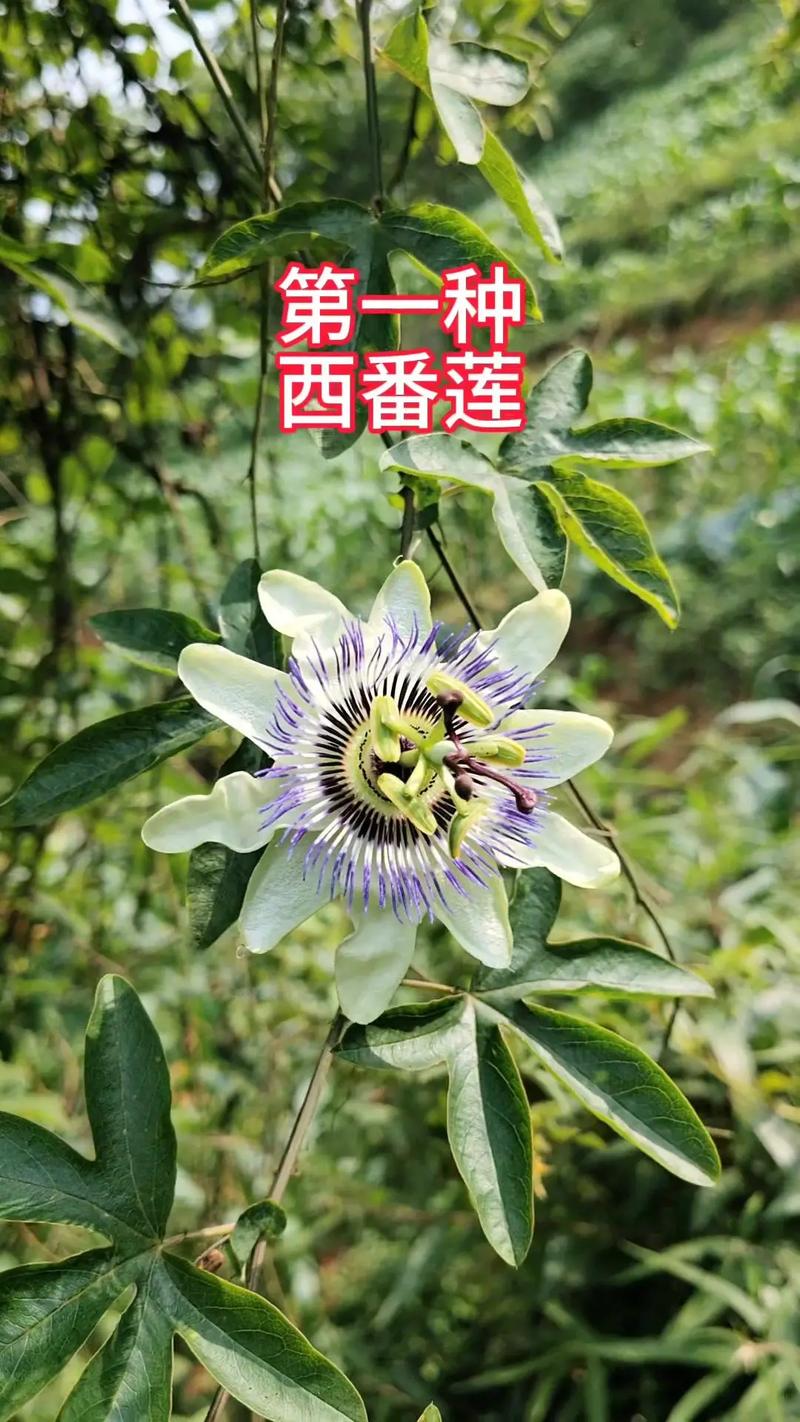 西番莲的食用方法，西番莲的食用方法和禁忌？-第4张图片-优品飞百科