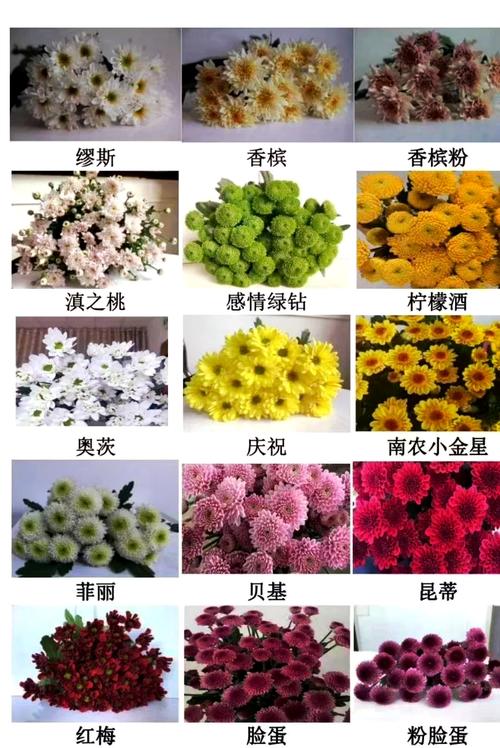 雏菊怎么养，雏菊花期，雏菊应该如何养,家里有养的来看看!-第1张图片-优品飞百科
