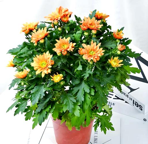 雏菊怎么养，雏菊花期，雏菊应该如何养,家里有养的来看看!-第4张图片-优品飞百科