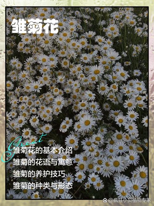 雏菊怎么养，雏菊花期，雏菊应该如何养,家里有养的来看看!-第5张图片-优品飞百科