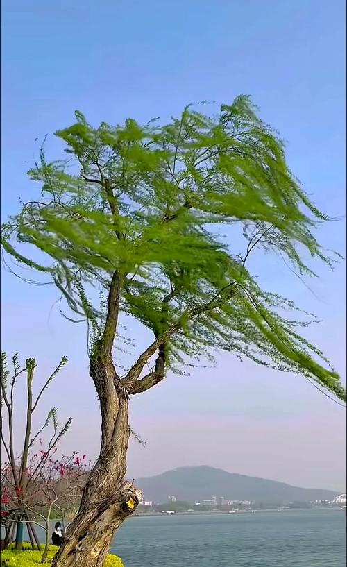 韶关浈江天气预报，韶关浈江天气预报15天查询,可要变色是怎样看钓鱼-第3张图片-优品飞百科