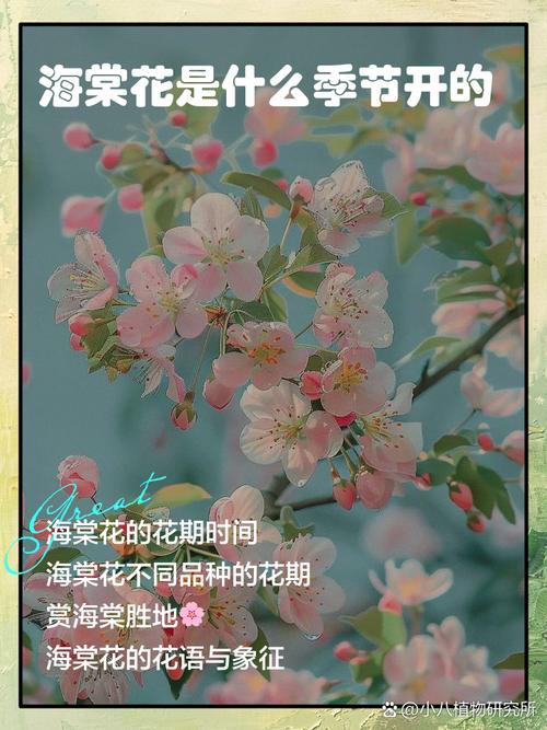 海棠什么时候开花,三亚海棠花开时间?海棠什么时候开花,三亚海棠花开时间是几月?-第1张图片-优品飞百科 海棠什么时候开花,三亚海棠花开时间?海棠什么时候开花,三亚海棠花开时间是几月?-第1张图片-优品飞百科
