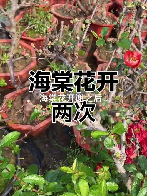 海棠什么时候开花,三亚海棠花开时间?海棠什么时候开花,三亚海棠花开时间是几月?-第3张图片-优品飞百科 海棠什么时候开花,三亚海棠花开时间?海棠什么时候开花,三亚海棠花开时间是几月?-第3张图片-优品飞百科