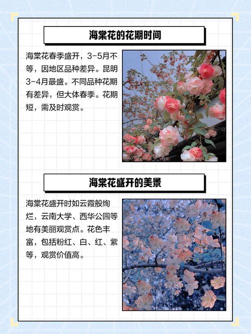 海棠什么时候开花,三亚海棠花开时间?海棠什么时候开花,三亚海棠花开时间是几月?-第4张图片-优品飞百科 海棠什么时候开花,三亚海棠花开时间?海棠什么时候开花,三亚海棠花开时间是几月?-第4张图片-优品飞百科