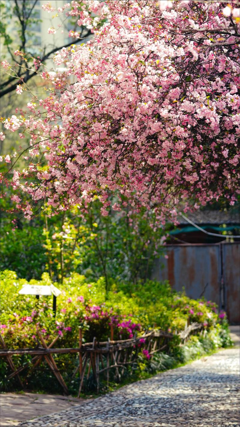 海棠什么时候开花,三亚海棠花开时间?海棠什么时候开花,三亚海棠花开时间是几月?-第5张图片-优品飞百科 海棠什么时候开花,三亚海棠花开时间?海棠什么时候开花,三亚海棠花开时间是几月?-第5张图片-优品飞百科