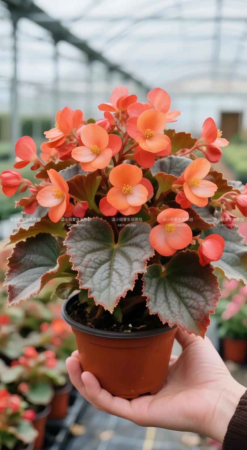 海棠什么时候开花,三亚海棠花开时间?海棠什么时候开花,三亚海棠花开时间是几月?-第7张图片-优品飞百科 海棠什么时候开花,三亚海棠花开时间?海棠什么时候开花,三亚海棠花开时间是几月?-第7张图片-优品飞百科