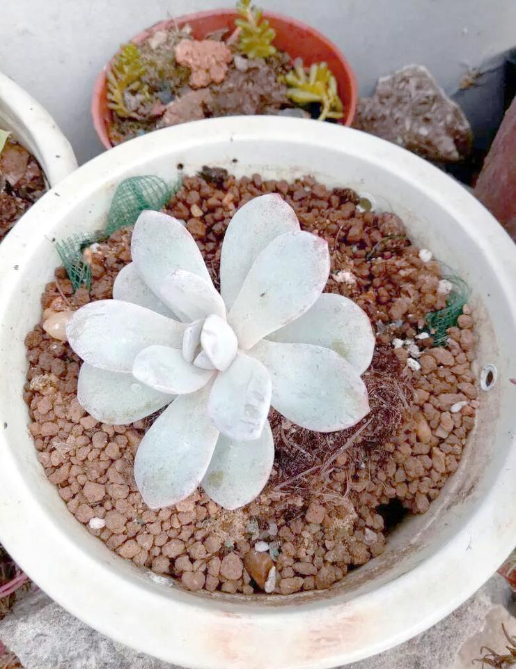 雪叶莲的作用，雪莲叶子有药用价值？-第1张图片-优品飞百科