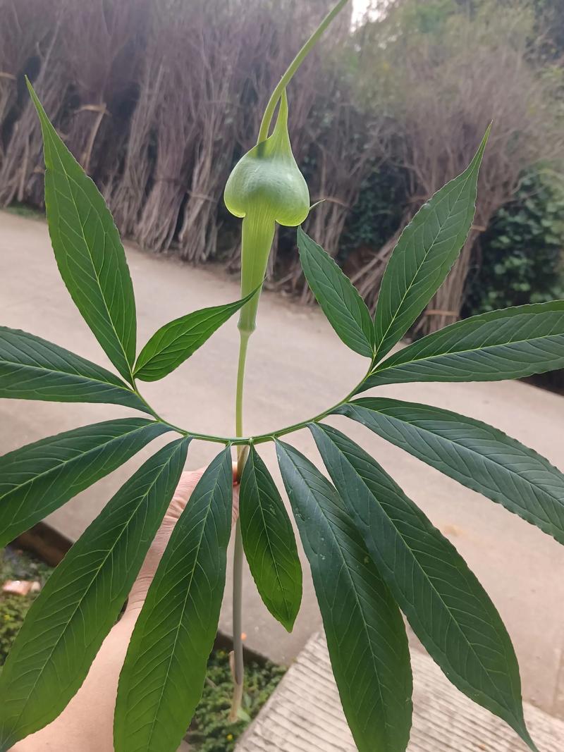 雪叶莲的作用，雪莲叶子有药用价值？-第2张图片-优品飞百科