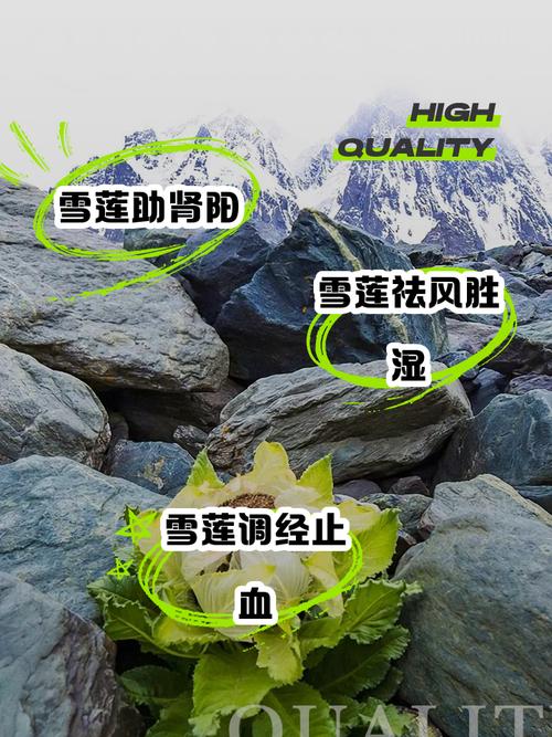 雪叶莲的作用，雪莲叶子有药用价值？-第3张图片-优品飞百科