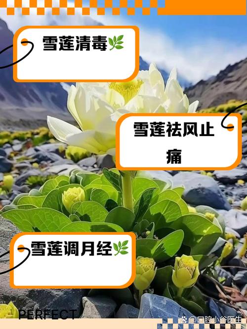 雪叶莲的作用，雪莲叶子有药用价值？-第5张图片-优品飞百科
