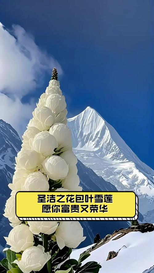 雪叶莲的作用，雪莲叶子有药用价值？-第7张图片-优品飞百科