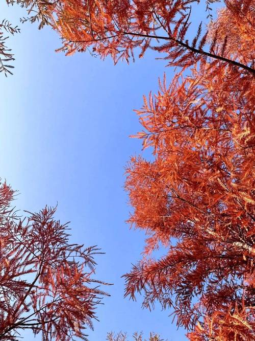 兴山县天气预报,兴山县天气预报15天查询结果表-第4张图片-优品飞百科 兴山县天气预报,兴山县天气预报15天查询结果表-第4张图片-优品飞百科